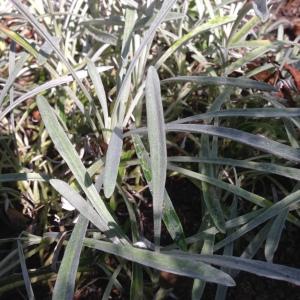 Photographie n°189166 du taxon Gazania rigens (L.) Gaertn. [1791]
