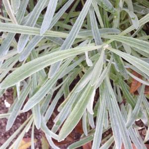 Photographie n°189167 du taxon Gazania rigens (L.) Gaertn. [1791]