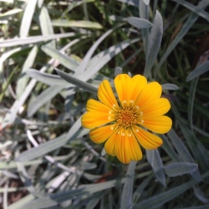 Photographie n°189168 du taxon Gazania rigens (L.) Gaertn. [1791]
