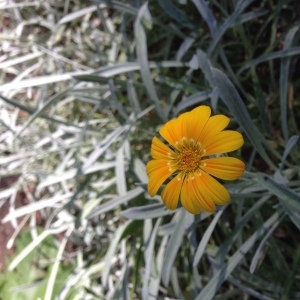 Photographie n°189169 du taxon Gazania rigens (L.) Gaertn. [1791]