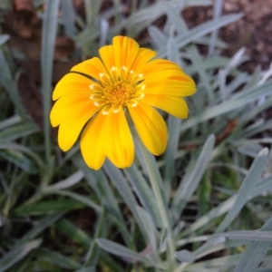 Photographie n°189170 du taxon Gazania rigens (L.) Gaertn. [1791]