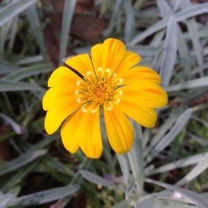 Photographie n°189171 du taxon Gazania rigens (L.) Gaertn. [1791]