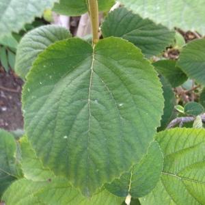 Photographie n°189178 du taxon Viburnum lantana L. [1753]