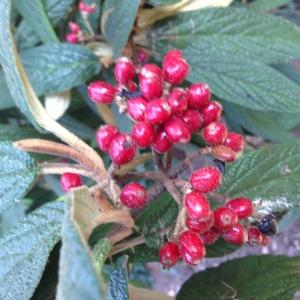 Photographie n°189185 du taxon Viburnum rhytidophyllum Hemsl. [1888]