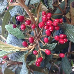 Photographie n°189186 du taxon Viburnum rhytidophyllum Hemsl. [1888]