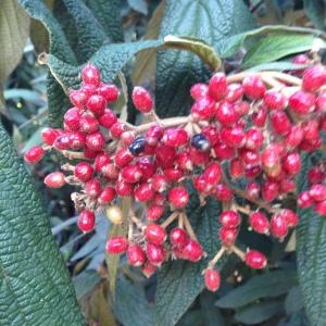 Photographie n°189188 du taxon Viburnum rhytidophyllum Hemsl. [1888]