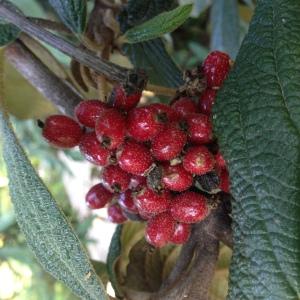Photographie n°189191 du taxon Viburnum rhytidophyllum Hemsl. [1888]