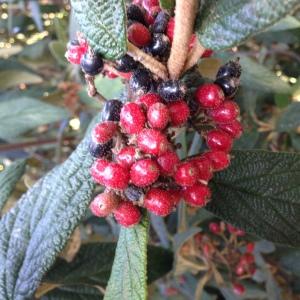 Photographie n°189192 du taxon Viburnum rhytidophyllum Hemsl. [1888]