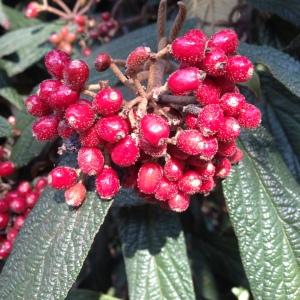 Photographie n°189193 du taxon Viburnum rhytidophyllum Hemsl. [1888]