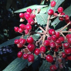 Photographie n°189196 du taxon Viburnum rhytidophyllum Hemsl. [1888]