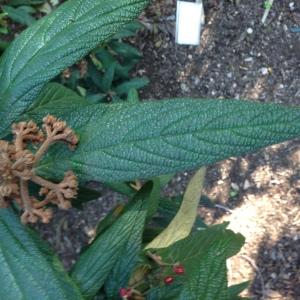 Photographie n°189203 du taxon Viburnum rhytidophyllum Hemsl. [1888]