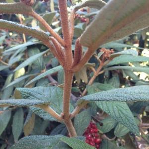 Photographie n°189219 du taxon Viburnum rhytidophyllum Hemsl. [1888]