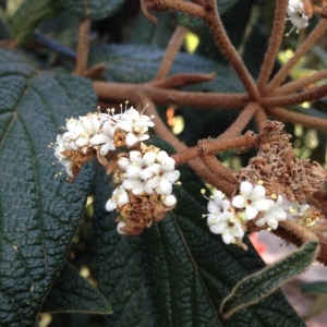 Photographie n°189220 du taxon Viburnum rhytidophyllum Hemsl. [1888]