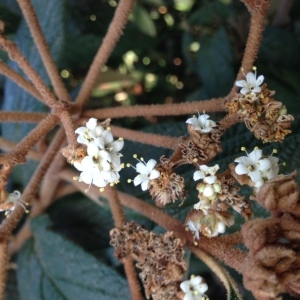 Photographie n°189221 du taxon Viburnum rhytidophyllum Hemsl. [1888]