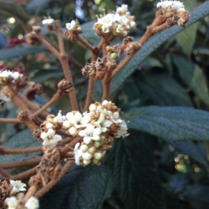 Photographie n°189222 du taxon Viburnum rhytidophyllum Hemsl. [1888]