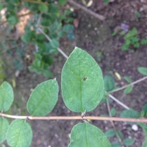 Photographie n°189224 du taxon Lonicera xylosteum L. [1753]