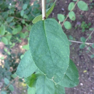 Photographie n°189225 du taxon Lonicera xylosteum L. [1753]