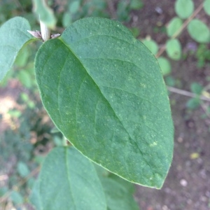 Photographie n°189226 du taxon Lonicera xylosteum L. [1753]