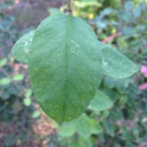 Photographie n°189228 du taxon Lonicera xylosteum L. [1753]