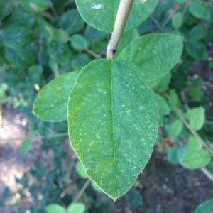 Photographie n°189232 du taxon Lonicera xylosteum L. [1753]