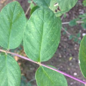 Photographie n°189233 du taxon Lonicera xylosteum L. [1753]