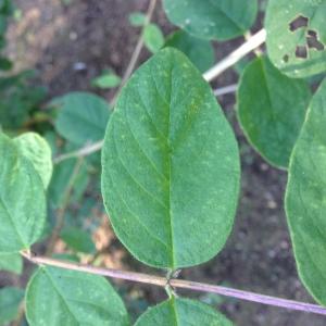 Photographie n°189234 du taxon Lonicera xylosteum L. [1753]