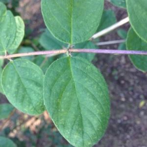 Photographie n°189235 du taxon Lonicera xylosteum L. [1753]