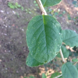 Photographie n°189236 du taxon Lonicera xylosteum L. [1753]