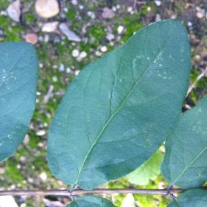 Photographie n°189239 du taxon Lonicera xylosteum L. [1753]