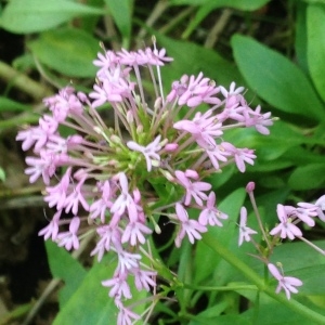 Photographie n°189250 du taxon Centranthus ruber (L.) DC. [1805]