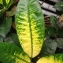  Pierre Bonnet - Codiaeum variegatum (L.) Rumph. ex A.Juss.