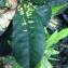  Pierre Bonnet - Codiaeum variegatum (L.) Rumph. ex A.Juss.