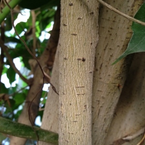 Photographie n°189298 du taxon Ficus benjamina L.