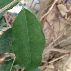 Photographie n°189304 du taxon Ficus benjamina L.