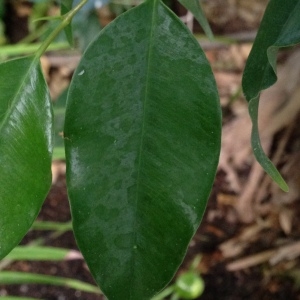 Photographie n°189306 du taxon Ficus benjamina L.