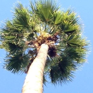 Washingtonia robusta H.Wendl. (Palmier du Mexique)