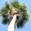  Pierre Bonnet - Washingtonia robusta H.Wendl. [1883]