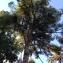  Pierre Bonnet - Pinus pinea L. [1753]