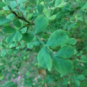 Photographie n°189465 du taxon Coronilla valentina L. [1753]