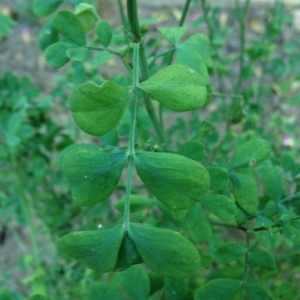 Photographie n°189469 du taxon Coronilla valentina L. [1753]