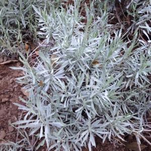 Photographie n°189516 du taxon Lavandula latifolia Medik. [1784]