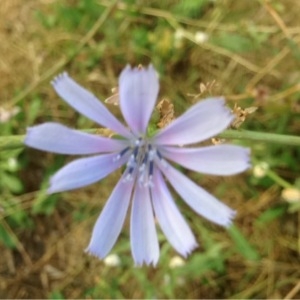 Photographie n°189545 du taxon Cichorium intybus L. [1753]