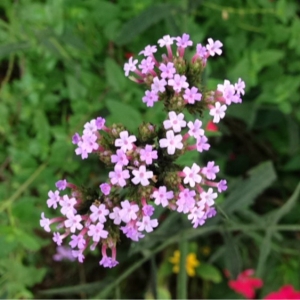 Photographie n°189546 du taxon Verbena bonariensis L. [1753]