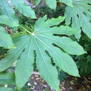 Photographie n°189578 du taxon Fatsia japonica (Thunb.) Decne. & Planch. [1854]