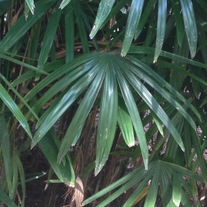 Photographie n°189629 du taxon Rhapis excelsa (Thunb.) Henry ex Rehder [1930]