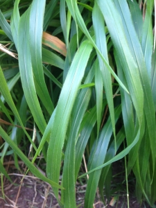 Hervé GOËAU, le 23 septembre 2013 (Valencia (Jardin botanique))