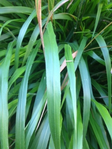 Hervé GOËAU, le 23 septembre 2013 (Valencia (Jardin botanique))