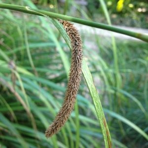 Photographie n°189671 du taxon Carex pendula Huds. [1762]