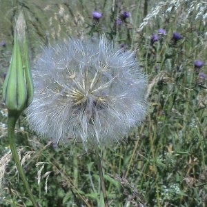 Photographie n°189682 du taxon Tragopogon pratensis L. [1753]