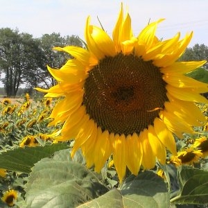 Photographie n°189683 du taxon Helianthus annuus L. [1753]